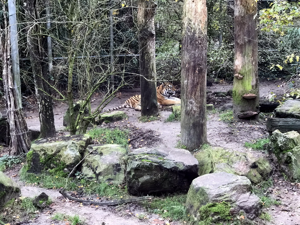 Siberian Tiger at the City of Antiquity at the DierenPark Amersfoort zoo, viewed from the Palace of King Darius