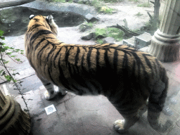 Siberian Tiger at the City of Antiquity at the DierenPark Amersfoort zoo, viewed from the Palace of King Darius