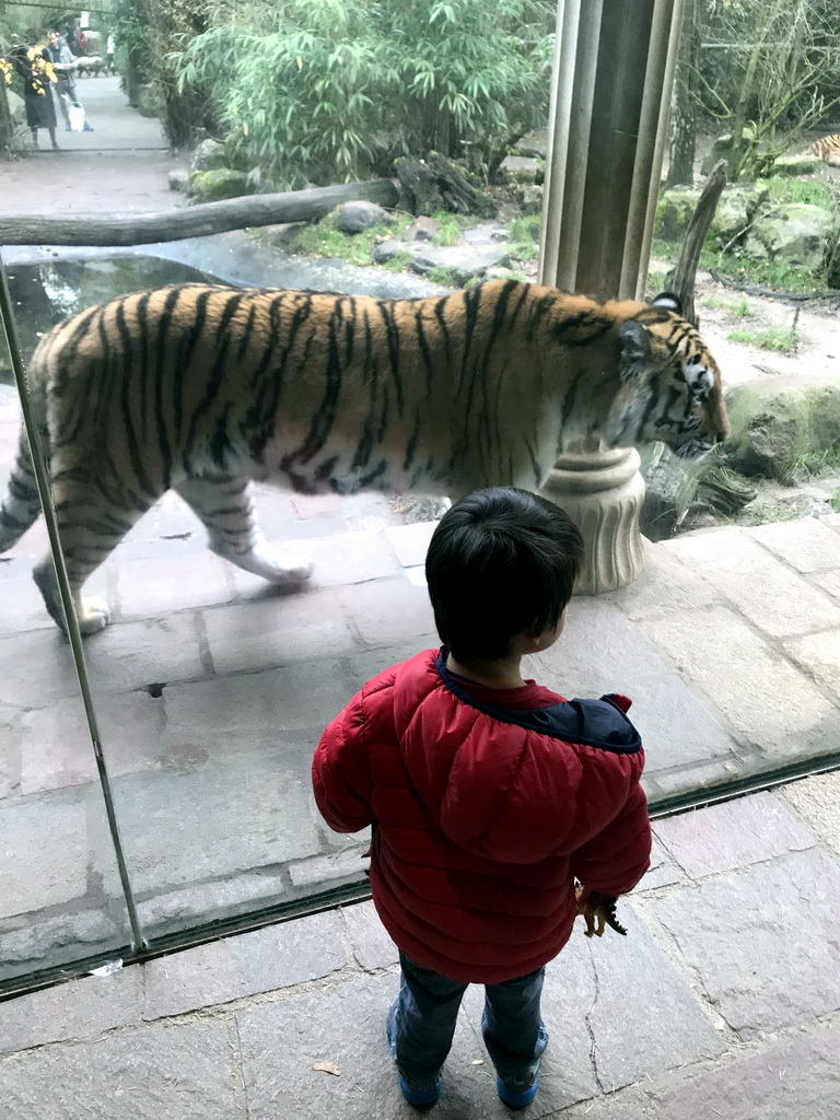 Siberian Tiger at the City of Antiquity at the DierenPark Amersfoort zoo, viewed from the Palace of King Darius