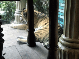 Siberian Tiger and the throne in the Palace of King Darius at the City of Antiquity at the DierenPark Amersfoort zoo