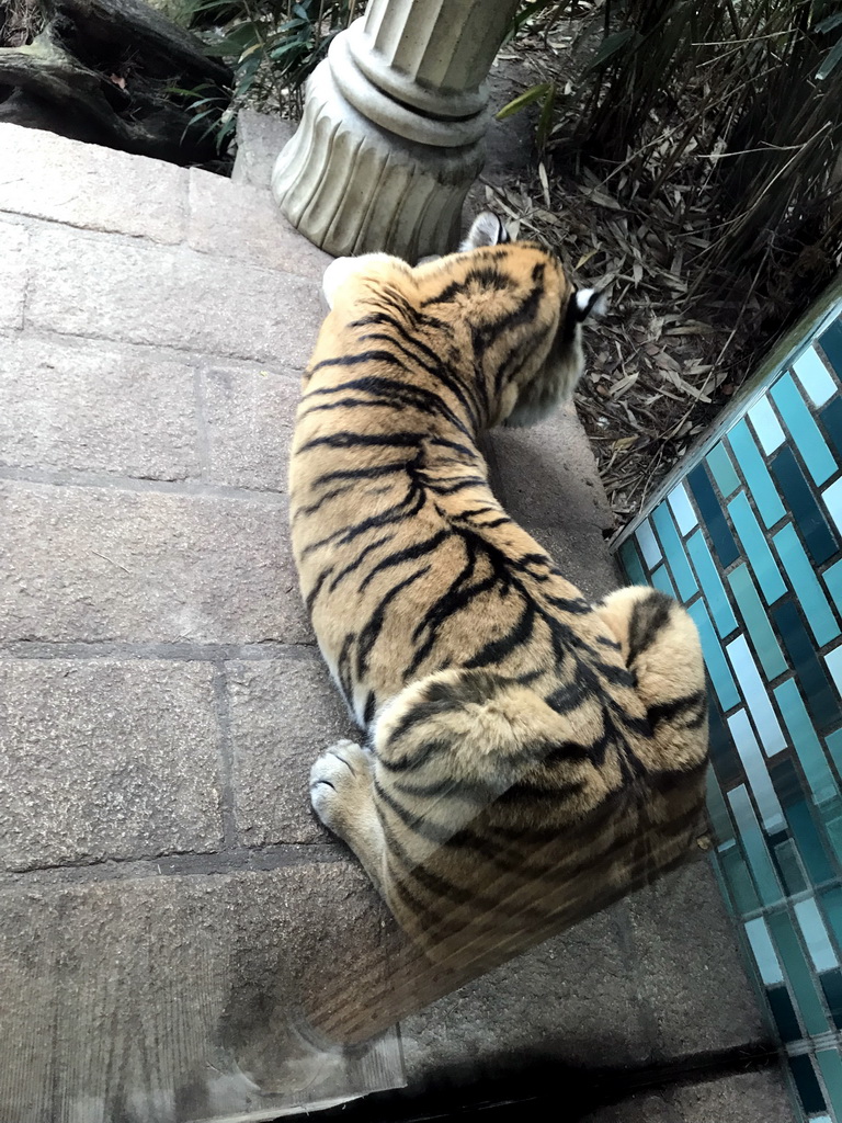 Siberian Tiger at the City of Antiquity at the DierenPark Amersfoort zoo, viewed from the Palace of King Darius