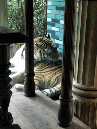 Siberian Tiger at the City of Antiquity at the DierenPark Amersfoort zoo, viewed from the Palace of King Darius