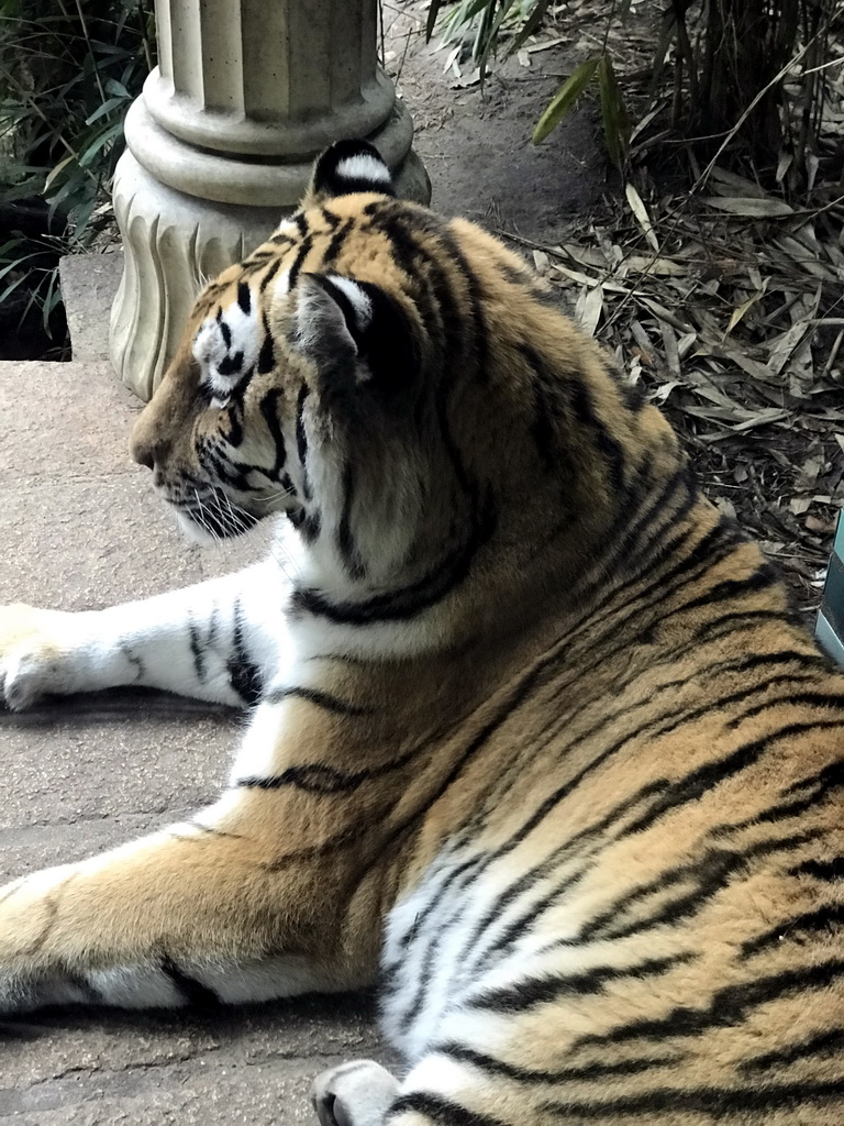 Siberian Tiger at the City of Antiquity at the DierenPark Amersfoort zoo, viewed from the Palace of King Darius