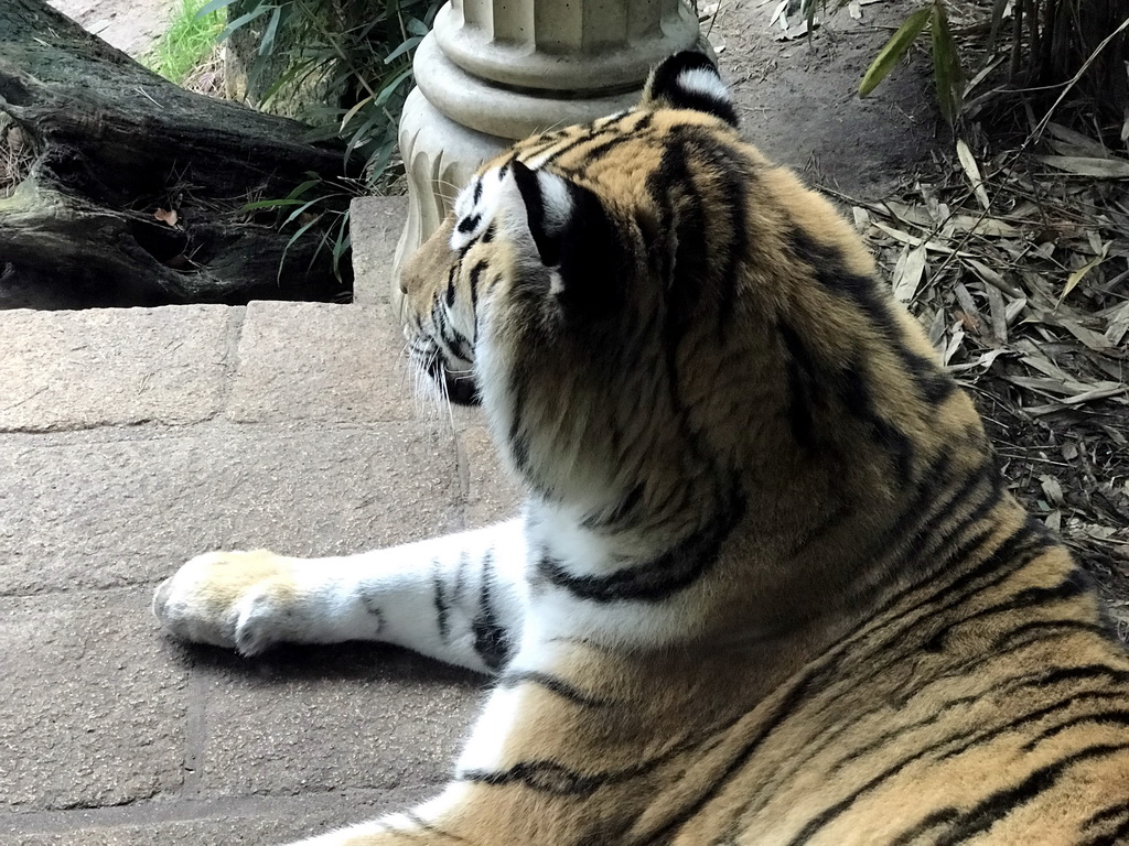 Siberian Tiger at the City of Antiquity at the DierenPark Amersfoort zoo, viewed from the Palace of King Darius