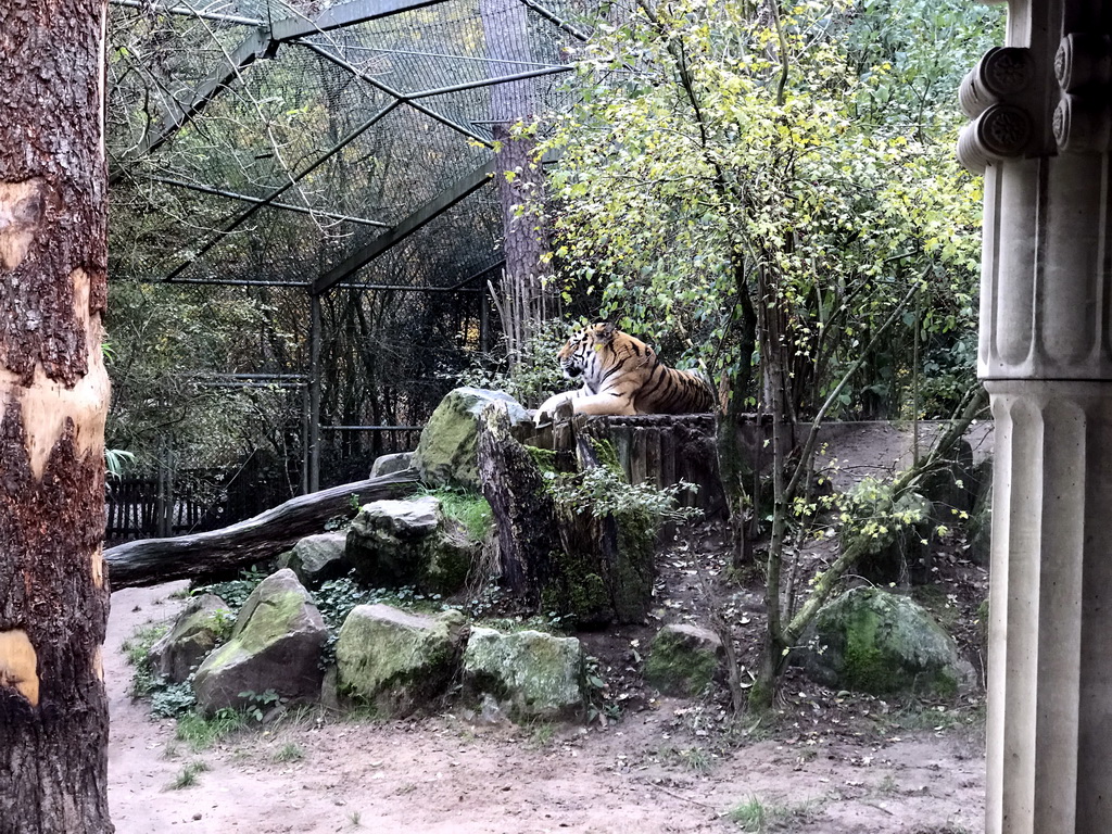 Siberian Tiger at the City of Antiquity at the DierenPark Amersfoort zoo, viewed from the Palace of King Darius