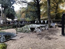 African Penguins at the DierenPark Amersfoort zoo