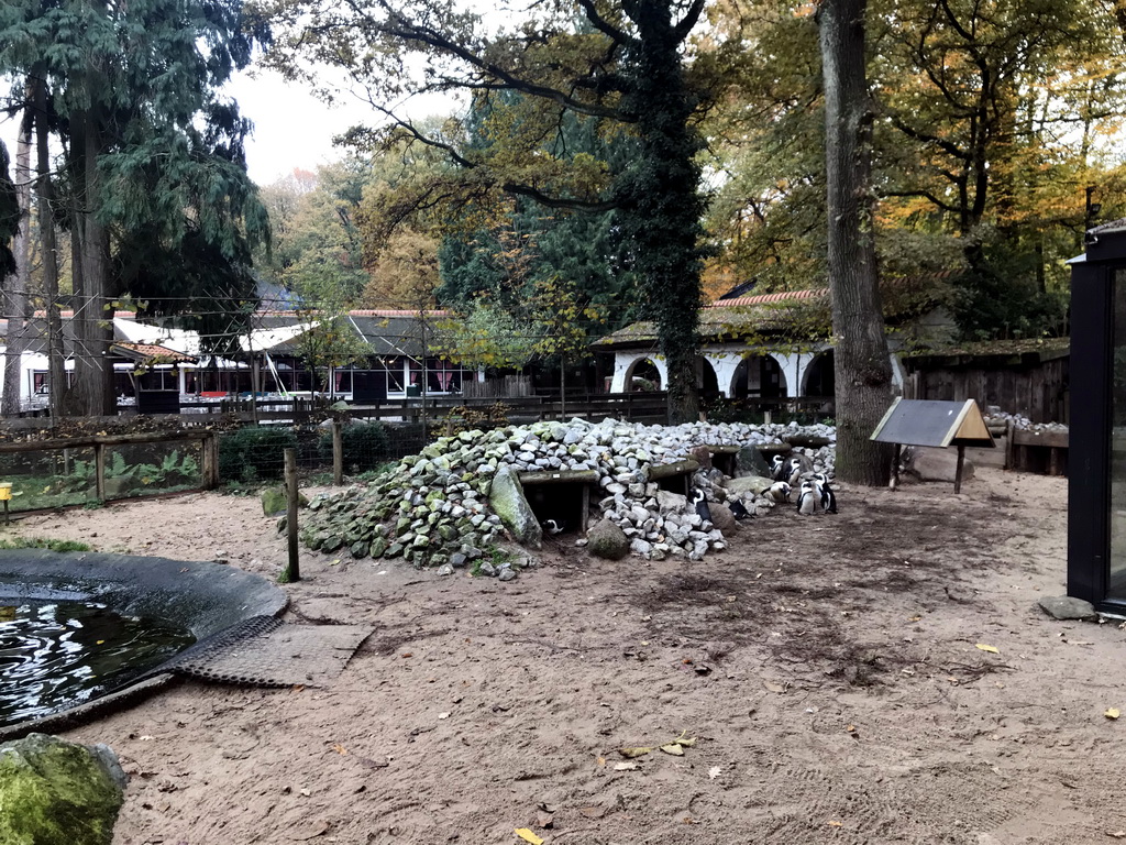 African Penguins at the DierenPark Amersfoort zoo