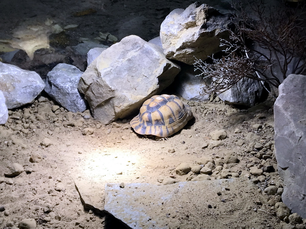 Turtle at the enclosure of the African Penguins at the DierenPark Amersfoort zoo