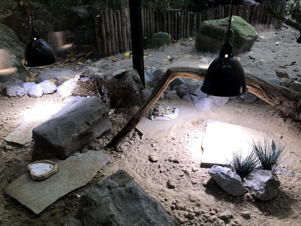 Turtles at the enclosure of the African Penguins at the DierenPark Amersfoort zoo