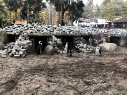 African Penguins at the DierenPark Amersfoort zoo