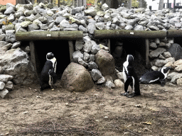 African Penguins at the DierenPark Amersfoort zoo