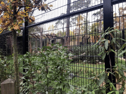 Enclosure of the Lions at the DierenPark Amersfoort zoo