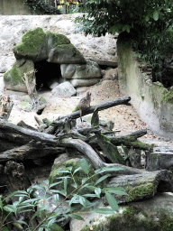 Meerkat at the DierenPark Amersfoort zoo