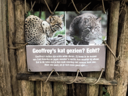 Information on the Geoffroy`s Cat at the DierenPark Amersfoort zoo