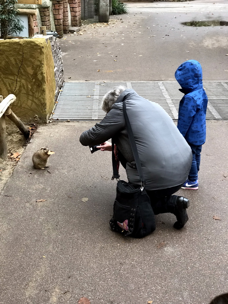 People making photos of a Prairie Dog at the DierenPark Amersfoort zoo