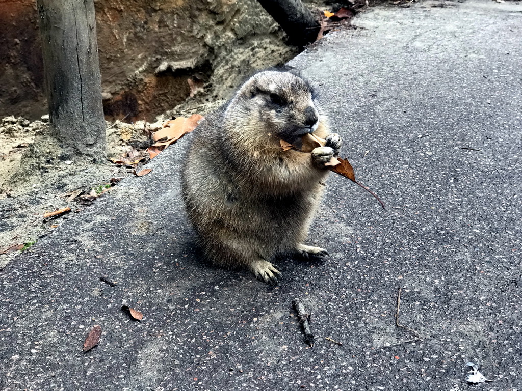 Prairie Dog at the DierenPark Amersfoort zoo