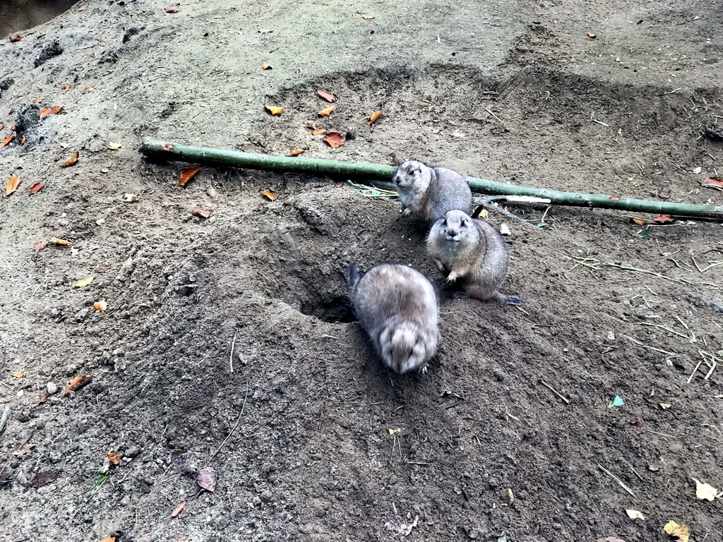 Prairie Dogs at the DierenPark Amersfoort zoo