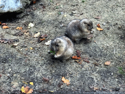 Prairie Dogs at the DierenPark Amersfoort zoo