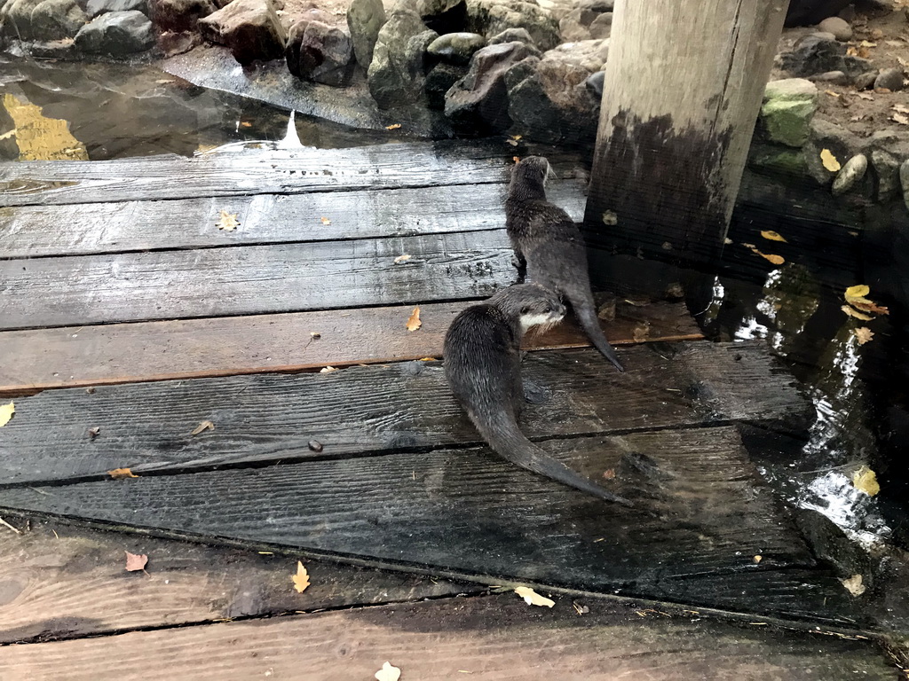 Asian Small-clawed Otters at the DierenPark Amersfoort zoo