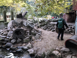 Zookeeper feeding the Asian Small-clawed Otters at the DierenPark Amersfoort zoo