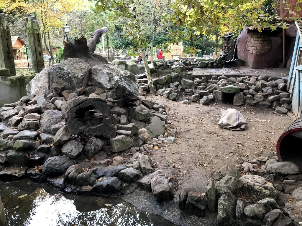 Asian Small-clawed Otters being fed at the DierenPark Amersfoort zoo