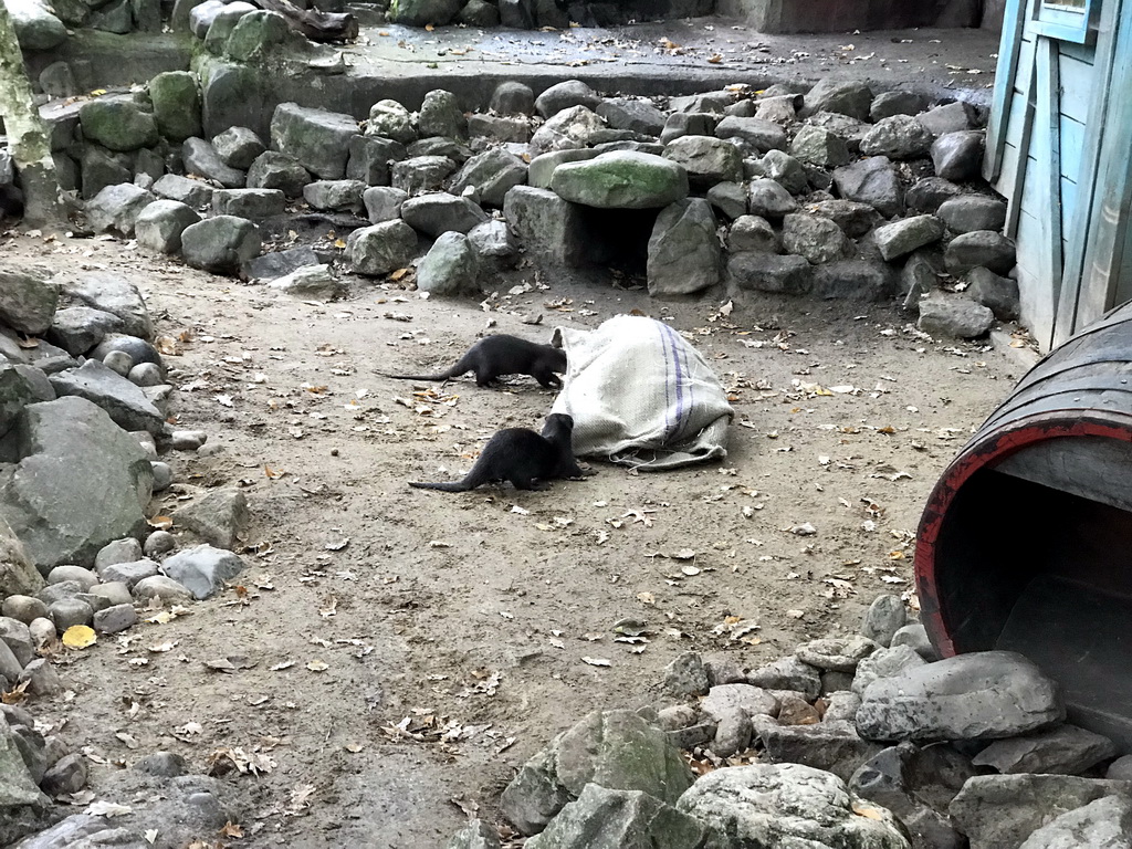 Asian Small-clawed Otters being fed at the DierenPark Amersfoort zoo