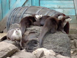 Asian Small-clawed Otters at the DierenPark Amersfoort zoo