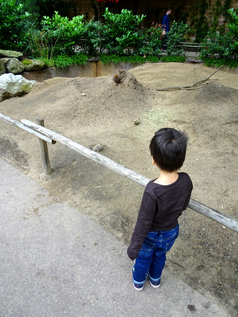 Max with Prairie Dogs at the DierenPark Amersfoort zoo