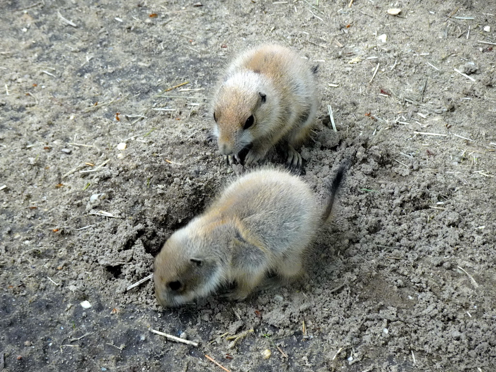 Prairie Dogs at the DierenPark Amersfoort zoo