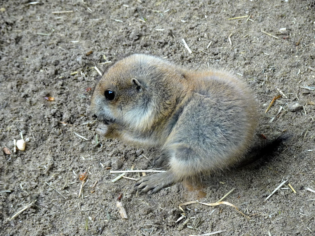 Prairie Dog at the DierenPark Amersfoort zoo