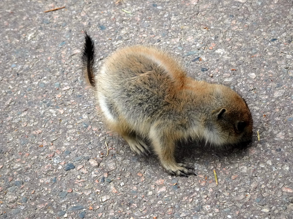 Prairie Dog at the DierenPark Amersfoort zoo