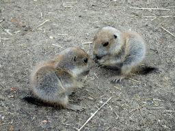 Prairie Dogs at the DierenPark Amersfoort zoo