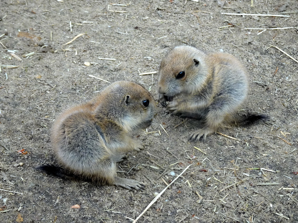 Prairie Dogs at the DierenPark Amersfoort zoo