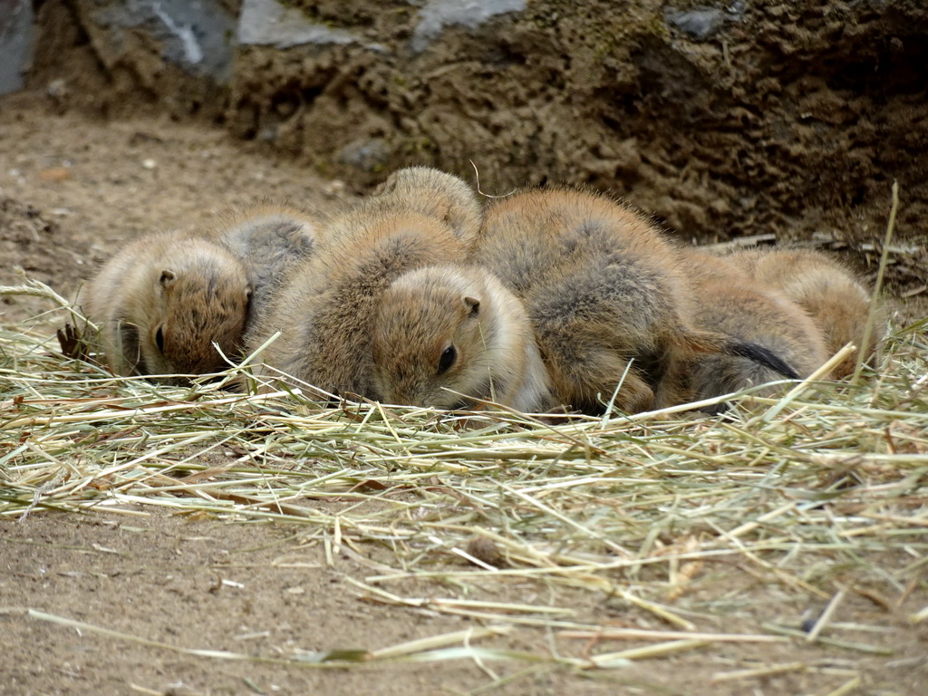 Prairie Dogs at the DierenPark Amersfoort zoo