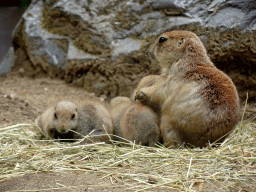 Prairie Dogs at the DierenPark Amersfoort zoo