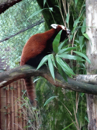 Red Panda at the DierenPark Amersfoort zoo