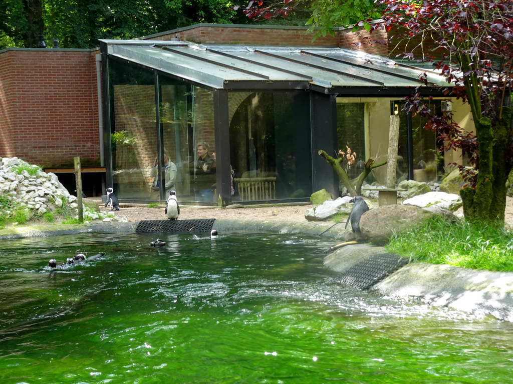 African Penguins at the DierenPark Amersfoort zoo