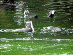 African Penguins at the DierenPark Amersfoort zoo