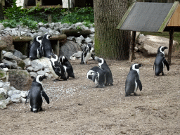 African Penguins at the DierenPark Amersfoort zoo