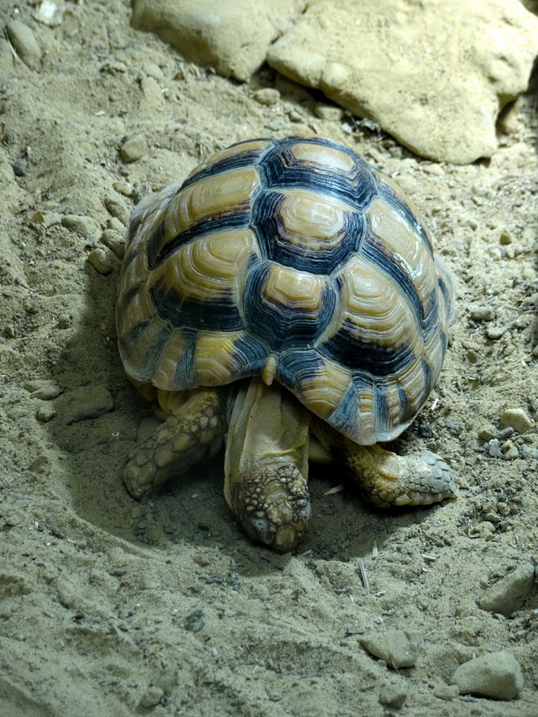 Egyptian Tortoise at the DierenPark Amersfoort zoo
