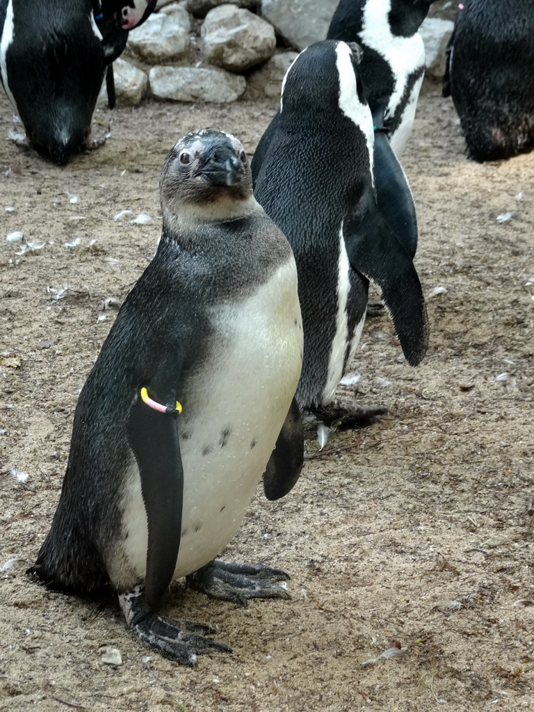 African Penguins at the DierenPark Amersfoort zoo