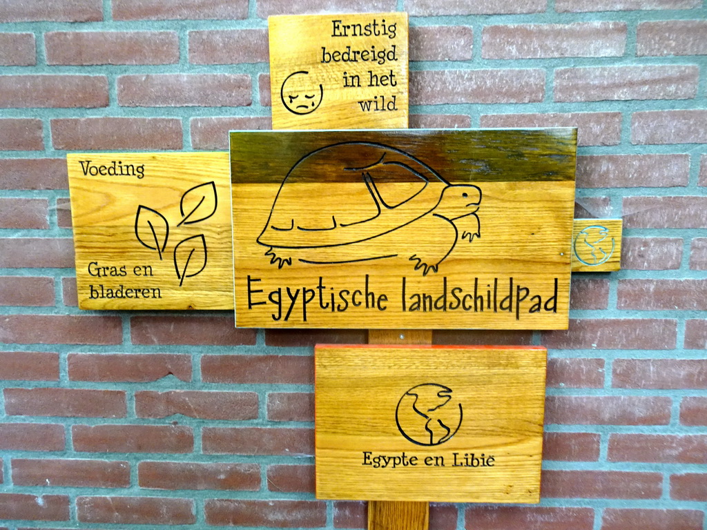 Explanation on the Egyptian Tortoise at the DierenPark Amersfoort zoo