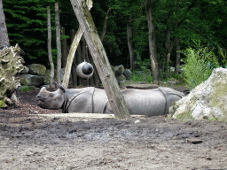 Indian Rhinoceroses at the DierenPark Amersfoort zoo