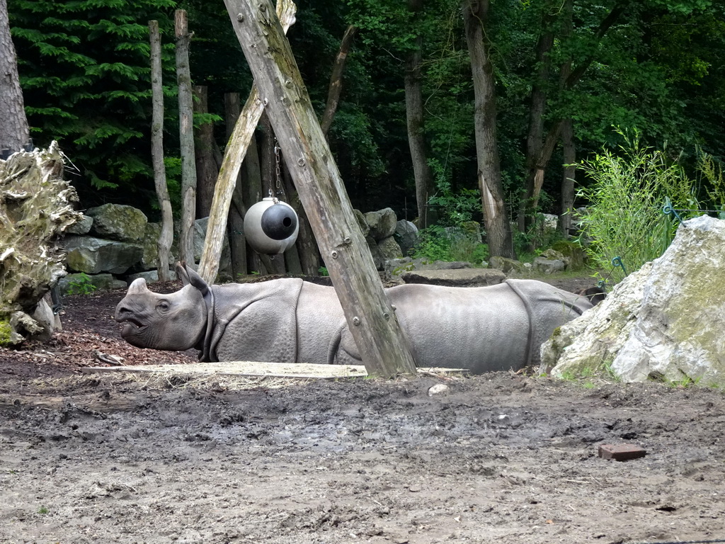 Indian Rhinoceroses at the DierenPark Amersfoort zoo