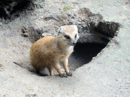 Yellow Mongoose at the DierenPark Amersfoort zoo