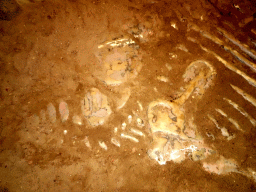 Dinosaur skeleton at an excavation site at the DinoPark at the DierenPark Amersfoort zoo