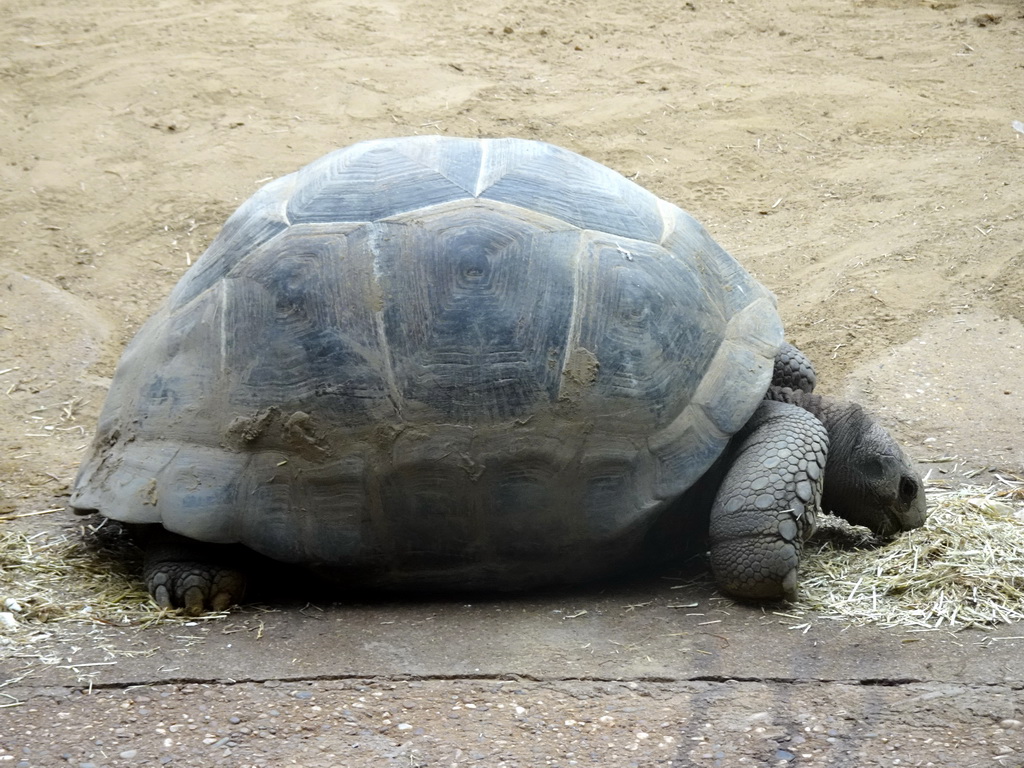 Aldabra Giant Tortoise at the Turtle Building at the DinoPark at the DierenPark Amersfoort zoo