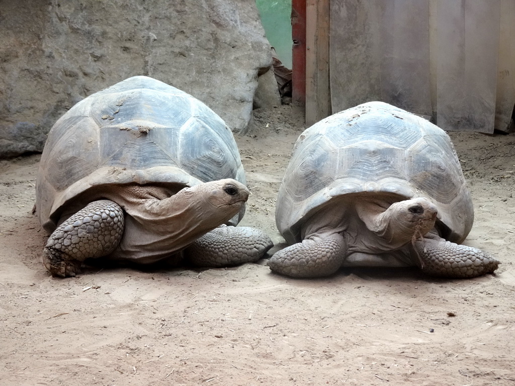 Aldabra Giant Tortoises at the Turtle Building at the DinoPark at the DierenPark Amersfoort zoo