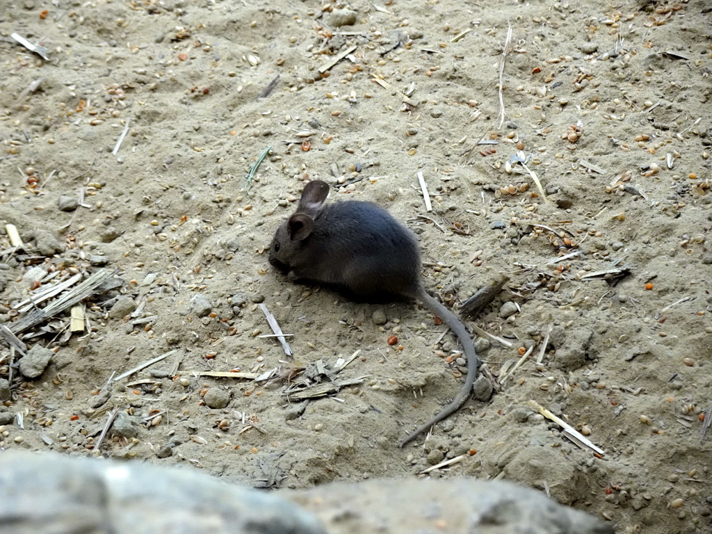 Mouse at the Turtle Building at the DinoPark at the DierenPark Amersfoort zoo