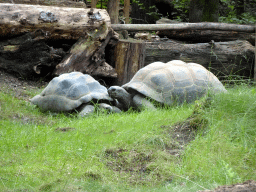 Aldabra Giant Tortoises at the DinoPark at the DierenPark Amersfoort zoo